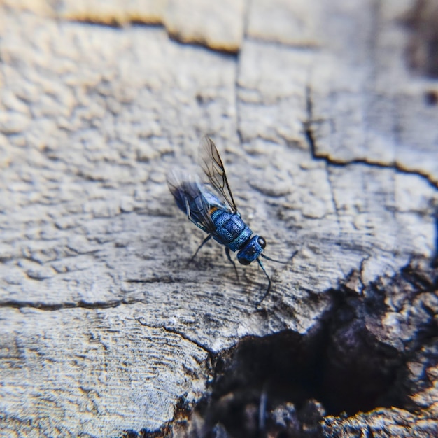 el rubí siguió a la avispa Chrysis ignita