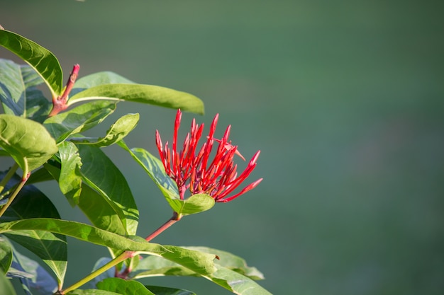 Rubinrot Pentas