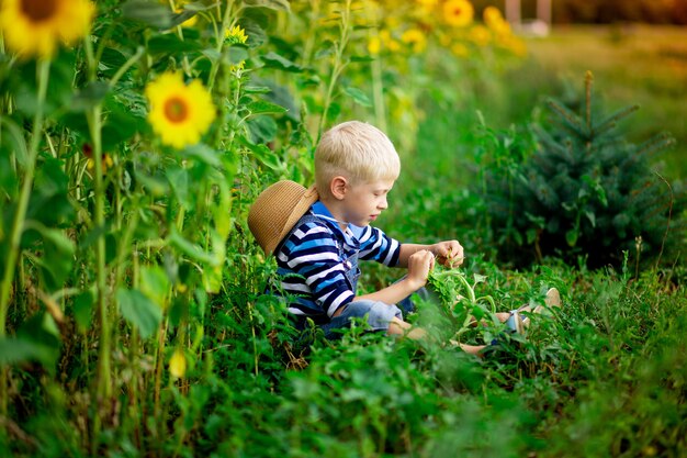 Rubio de bebé sentado en un campo con girasoles en verano, estilo de vida de los niños.