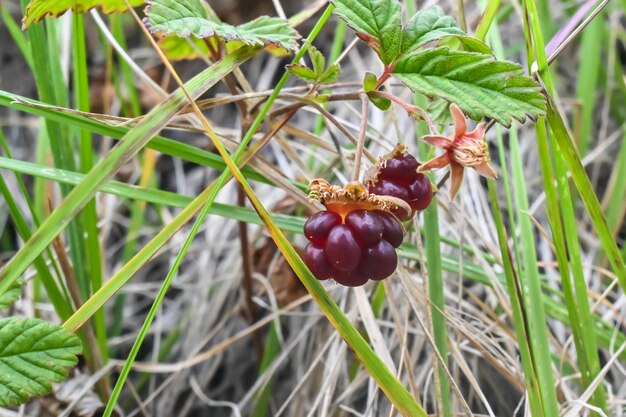 Rubus arcticus oder arktische Himbeeren