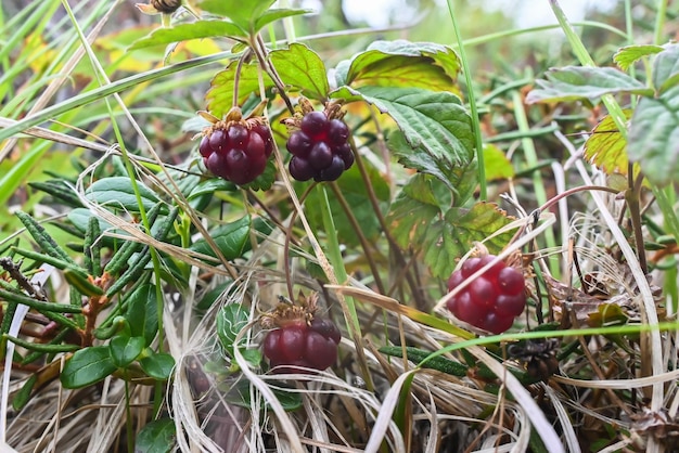 Rubus arcticus ou framboesas árticas