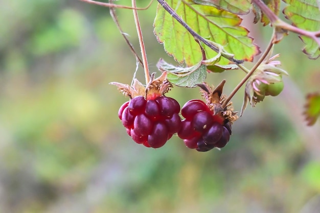 Rubus arcticus ou framboesas árticas