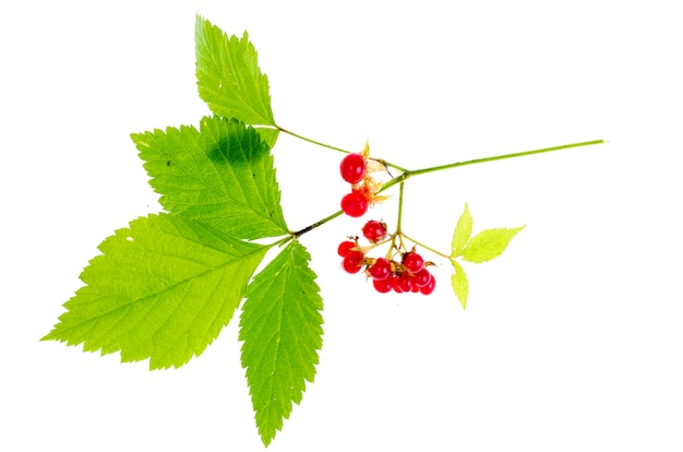 Rubus saxatilis rama con hojas y bayas rojas.