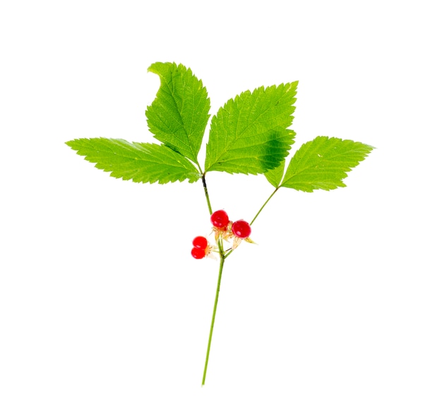 Rubus Saxatilis Zweig mit Blättern und roten Beeren.