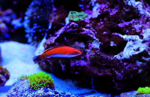 Ruby Longfin Fairy Wrasse - (Cirrhilabrus rubeus)