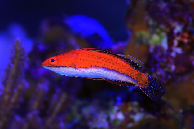 Ruby Longfin Fairy Wrasse - (Cirrhilabrus rubeus)