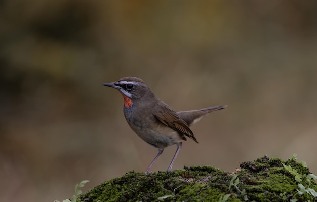 Rubythroat siberiano no chão retrato animal