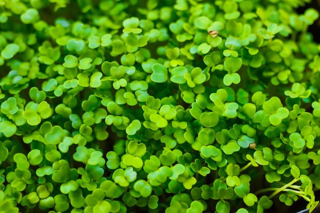 Ruccola Microgreens, drinnen in Erde angebaut