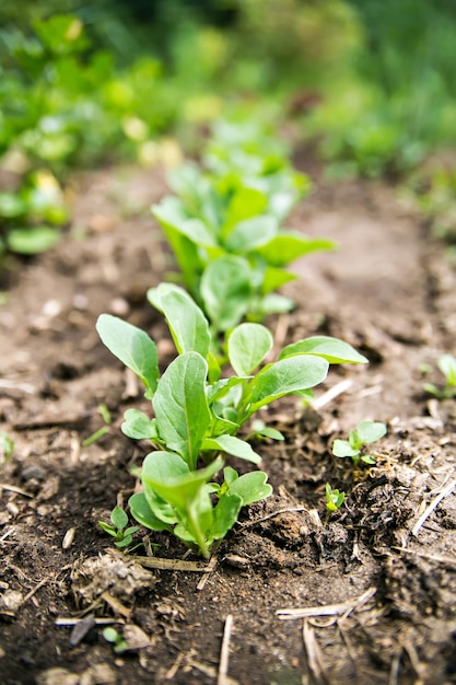 Foto rucola im garten