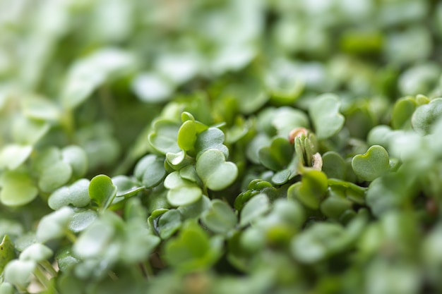 Rucola Microgreens.