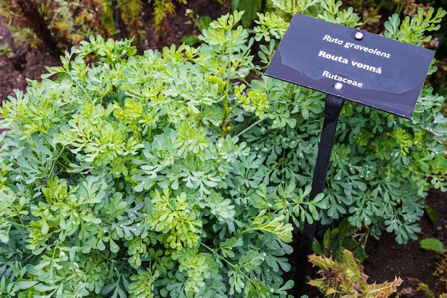 Ruda común o hierba de gracia Ruta graveolens planta herbaria en el jardín Hierba medicinal