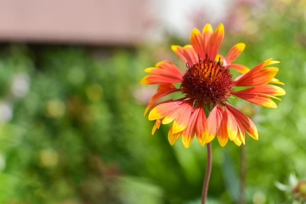 Rudbeckia Blumen mit einem unscharfen Hintergrund Blumen in einem Blumenbeet Botanischer Garten