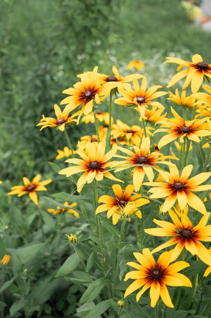 Rudbeckia-Feld