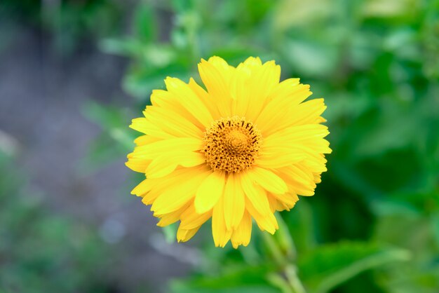 Rudbeckia flor amarela no jardim de verão