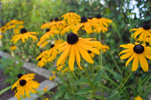 Rudbeckia Goldsturm de grandes flores amarelas