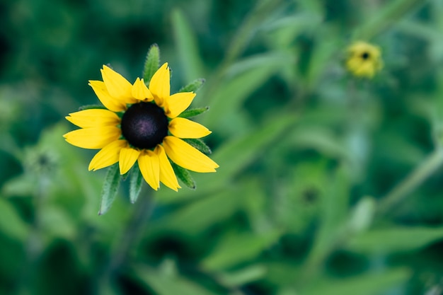 Rudbeckia Hirta amarillo con pétalos largos y corazón negro sobre fondo verde