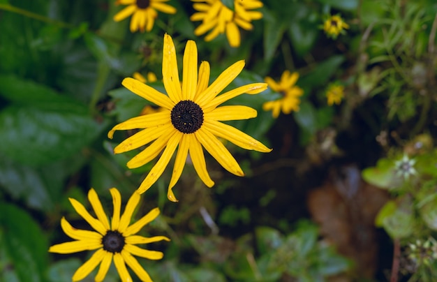 Rudbeckia hirta con centro marrón oscuro en el jardín en otoño textura de flor amarilla