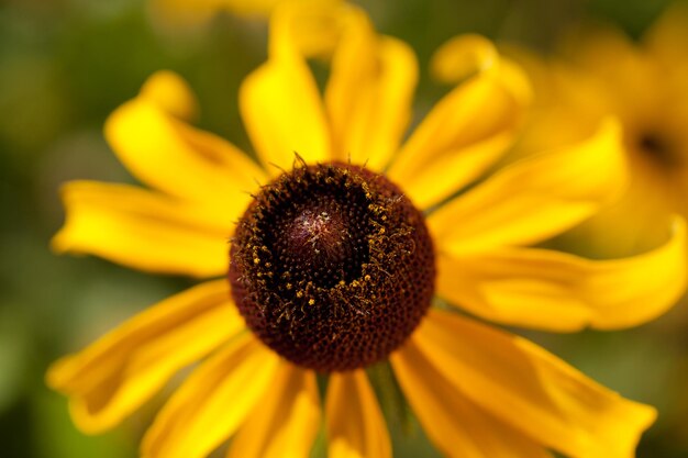 Rudbeckia Hirta Marmalade (Rudbeckia anual).