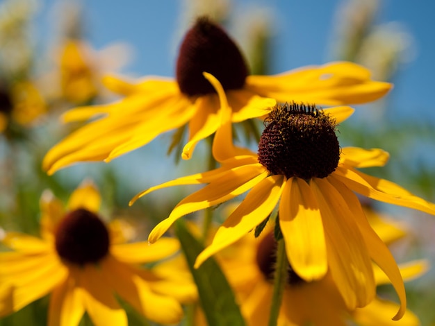 Rudbeckia Hirta Marmelade (jährliche Rudbeckia).