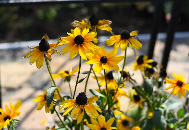 Rudbeckia hirta wird gemeinhin als Blackeyed Susan bezeichnet