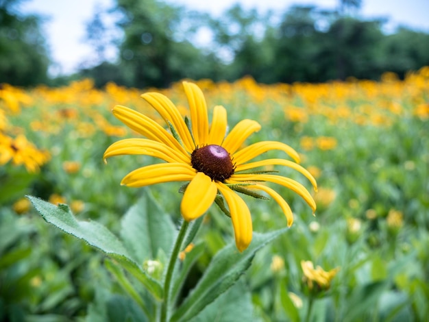 Rudbeckia hirta