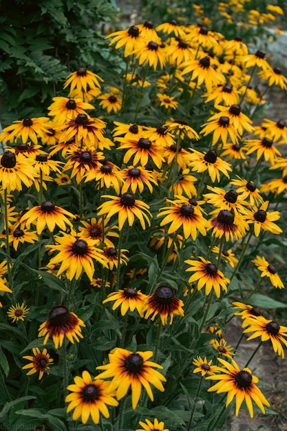 Rudbeckia pflanzt die Asteraceae Gelbe und braune Blüten Gemeinsame Namen von Sonnenhut und Schwarzäugiger Susanne Positives und fröhliches Gefühl im Frühling, das von Blumen vermittelt wird