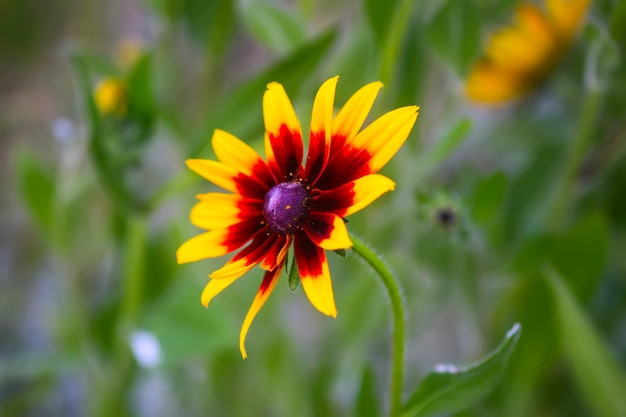 Rudbeckia planta coneflowers ou black eyed susan