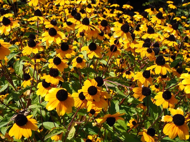 Rudbeckia Toto BlackEyed Susan flores de la familia Asteraceae Muchas rudbeckia amarillas hermosas y brillantes mixtas triloba maxima hirta Floración en el macizo de flores Decoración de parques y jardines