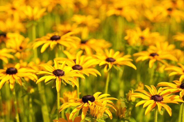 Rudbekia flores de verano