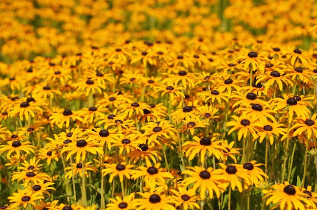 Rudbekia-Sommerblumen