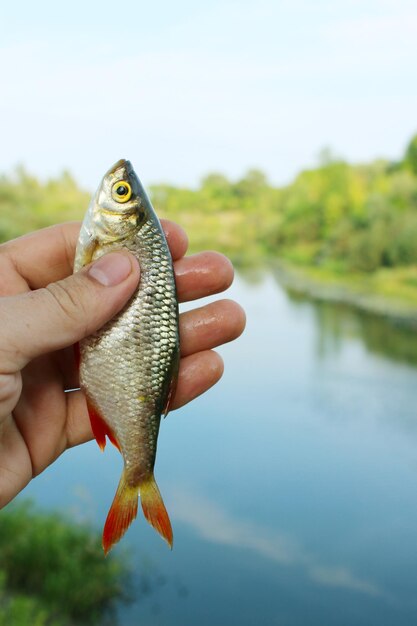 Rudd lindo na mão pego na pesca