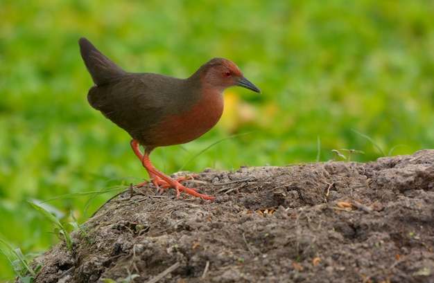 Foto ruddy breasted crake con mesa de naturaleza verde, hermoso pájaro en tailandia,