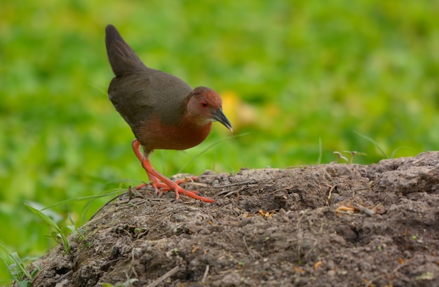 Foto ruddy-breasted crake con la naturaleza verde, pájaro hermoso en tailandia.