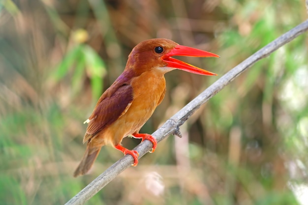 Ruddy Kingfisher Halcyon coromanda Belas aves da Tailândia