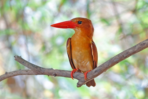 Foto ruddy kingfisher halcyon coromanda schöne vögel von thailand