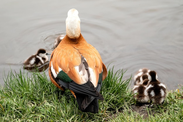 Ruddy shelduck Tadorna ferruginea pato con patitos cerrar