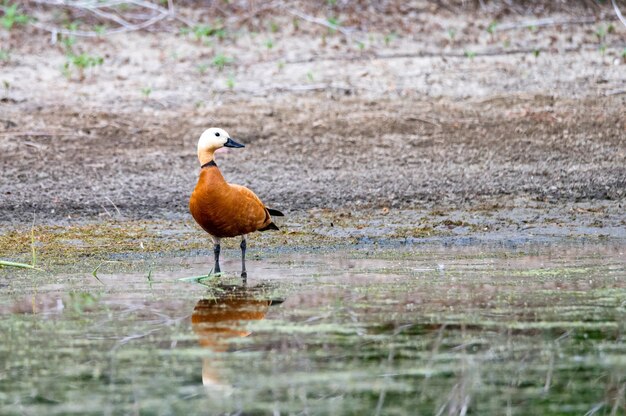 Ruddy Shelducks o Tadorna ferruginea permanece en un lago