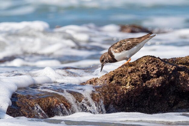 Ruddy turnstone Arenaria interpres Málaga España