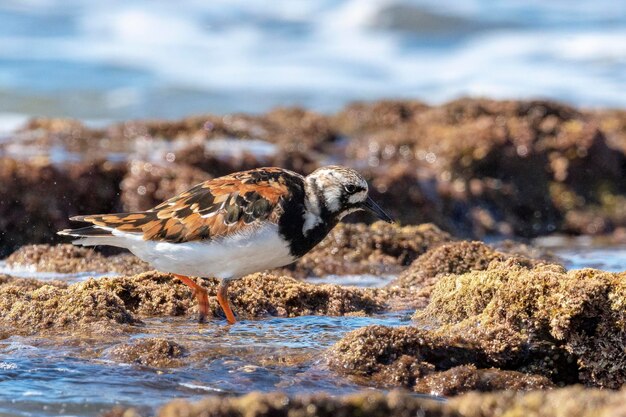 Ruddy turnstone Arenaria interpres Málaga Espanha