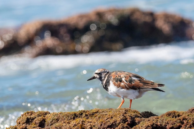 Ruddy Turnstone Arenaria interpretiert Malaga Spanien