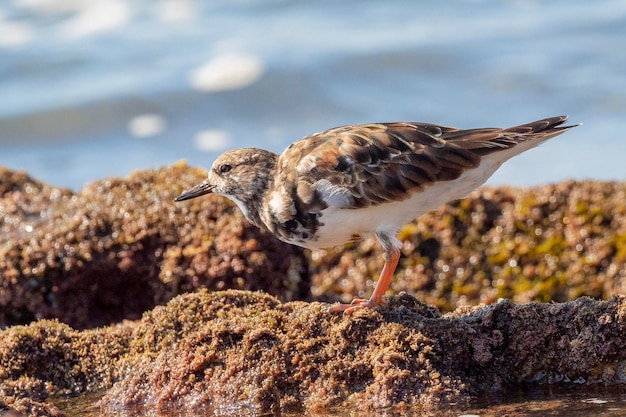 Ruddy Turnstone Arenaria interpretiert Malaga Spanien