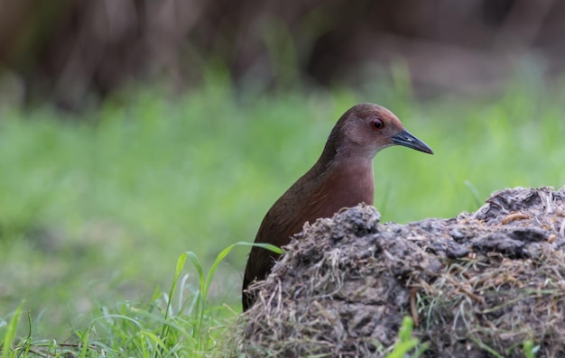 Ruddybreasted Crake caminando por comida al lado del campo