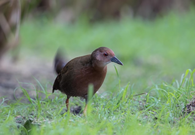 Ruddybreasted Crake caminando por comida al lado del campo