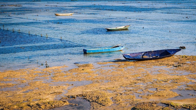 Ruderboote auf Algenfeldern zwischen den Inseln Lembongan und Ceningan in Bali