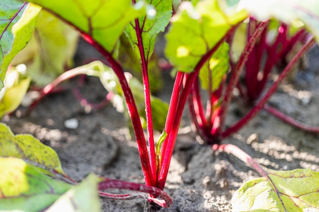 Rüben im Garten. Würziges Gemüse auf dem Bauernhof. Nicht-GMO-Produkte.