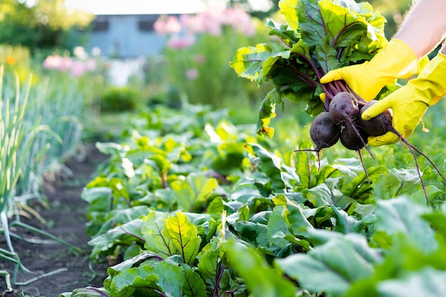 Rübenernte in den Händen des Landwirts Gartenbau und Landwirtschaft umweltfreundliche Produkte