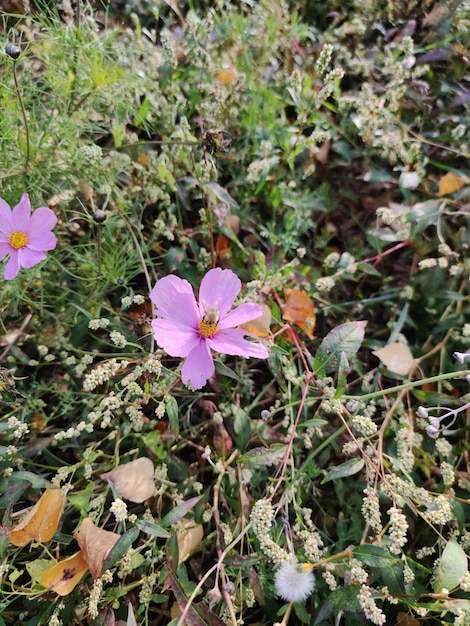 Rübenfeld in der Natur