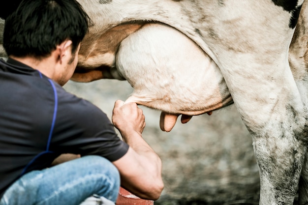 Foto rückansicht der bauer eine kuh zu melken