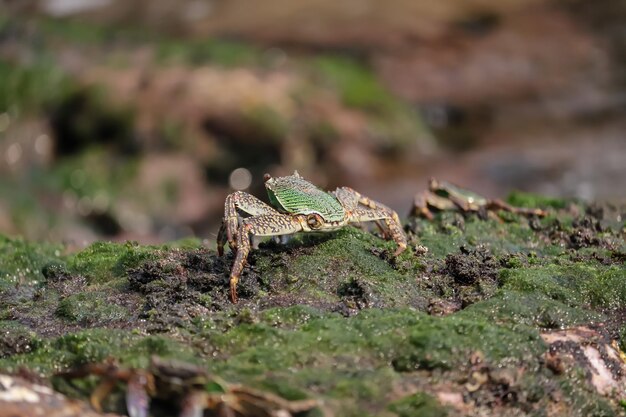 Rückansicht einer Krabbe auf einem mit Moos bedeckten Felsen an einer Küste