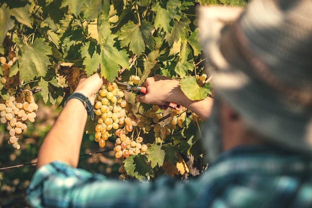 Rückansicht eines gutaussehenden Winzers schneidet Trauben auf einem Weinberg. Selektiver Fokus